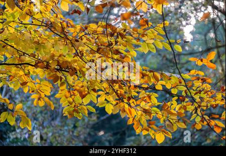 Faggi che mostrano i loro colori autunnali gialli brillanti in un bosco del Worcestershire, Inghilterra. Foto Stock