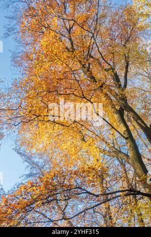 Faggi che mostrano i loro colori autunnali gialli brillanti in un bosco del Worcestershire, Inghilterra. Foto Stock