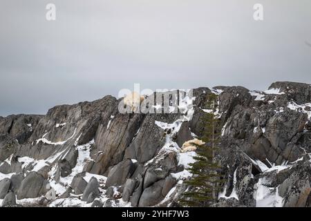 Due cuccioli di orso polare si riparano dai forti venti mentre la femmina osserva dall'alto sulla costa rocciosa della Baia di Hudson non lontano da Churchill, Foto Stock