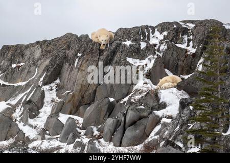 Due cuccioli di orso polare si riparano dai forti venti mentre la femmina osserva dall'alto sulla costa rocciosa della Baia di Hudson non lontano da Churchill, Foto Stock