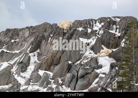 Due cuccioli di orso polare si riparano dai forti venti mentre la femmina osserva dall'alto sulla costa rocciosa della Baia di Hudson non lontano da Churchill, Foto Stock