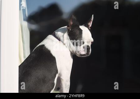 Il cane del Boston Terrier seduto su un davanzale che guarda fuori. Visto dall'esterno che guarda dentro. Foto Stock