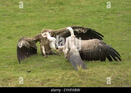 Feeding Frenzy: Gli avvoltoi combattono per il cibo Foto Stock