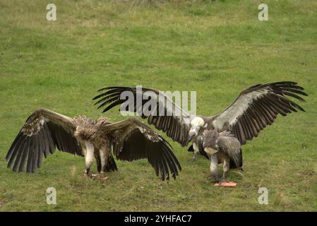 Feeding Frenzy: Gli avvoltoi combattono per il cibo Foto Stock