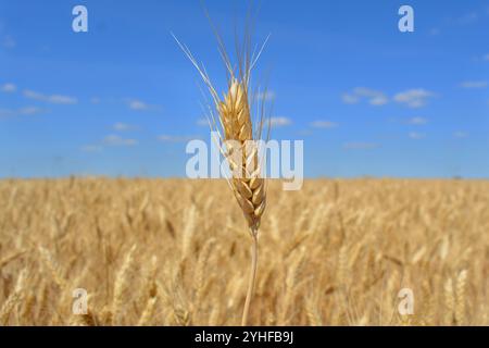 Primo piano di un solo orecchio di grano. Inizio del raccolto. Sullo sfondo un campo di grano, orizzonte e cielo blu Foto Stock