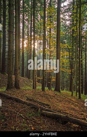 Autunno nel Parco Nazionale delle foreste Casentinesi Monte Falterona e Campigna, Toscana, Italia Foto Stock