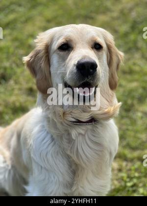 Happy Young Golden Retriever Dog Ritratto, sorridendo alla telecamera durante una passeggiata Foto Stock