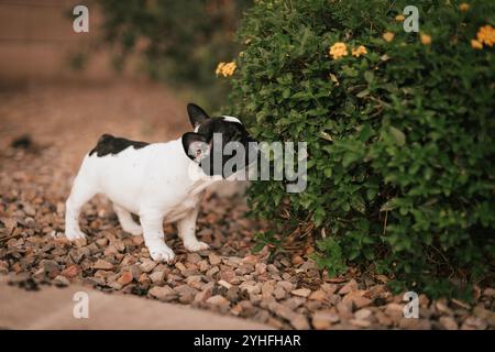 Pupazzo Bulldog francese - odore dei fiori Foto Stock