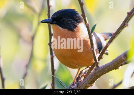 Rufous Sibia (Heterophasia capistrata) arroccata in un albero, molto vicino, Uttarakhand, India. Foto Stock