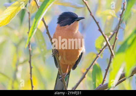 Rufous Sibia (Heterophasia capistrata) arroccato in un albero, vicino, Uttarakhand, India. Foto Stock