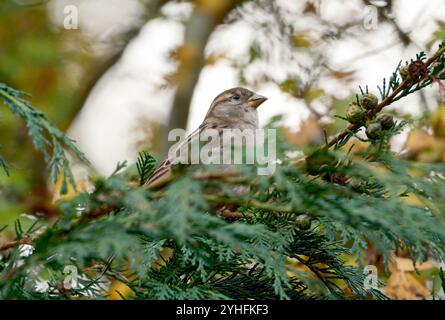 Un passero di casa femminile è arroccato tra i rami di un albero di thuja con cialde di semi visibili in un giardino del Regno Unito. Foto Stock