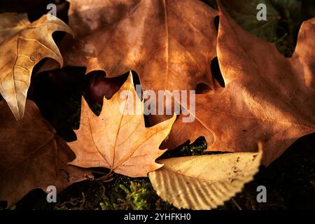 wet dry autumn leaves of different colors on the ground fallen from trees Foto Stock