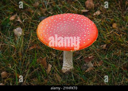 Fai volare funghi agarici nel New Forest Hampshire, Inghilterra. Foto Stock