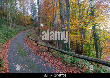 Strada nella foresta dai colori autunnali Foto Stock