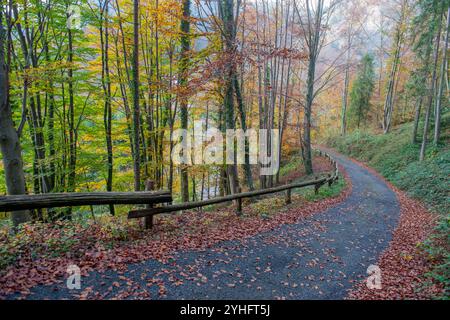 Strada nella foresta dai colori autunnali Foto Stock