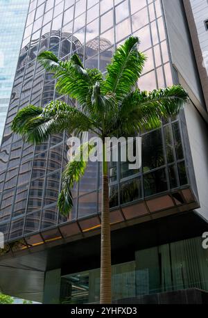 Una palma davanti a un grattacielo di vetro della banca UCO nel quartiere finanziario della città di Singapore. L'area della città di Singapore è un lavaggio di piante e alberi. Foto Stock