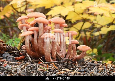 Funghi Laccaria laccata, noti anche come il deceiver, laccaria lackluster, o laccaria cerosa, un piccolo fungo commestibile che cresce nelle Cascades di Oreegon Foto Stock