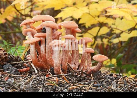 Funghi Laccaria laccata, noti anche come il deceiver, laccaria lackluster, o laccaria cerosa, un piccolo fungo commestibile che cresce nelle Cascades di Oreegon Foto Stock