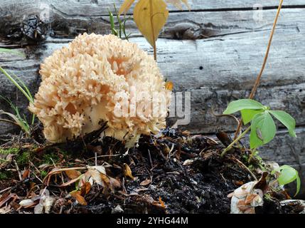 Funghi Ramaria o fungo, chiamati funghi coralli o funghi coralli, che crescono dal fondo della foresta vicino al lago Little Lava, nella Cascade Mountai dell'Oregon Foto Stock