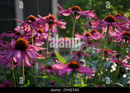 Primo piano con margherite rosa nel lussureggiante giardino estivo illuminato dal sole Foto Stock