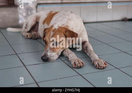 Un cane randagio con un cappotto bianco e marrone giace su un marciapiede piastrellato, incarnando la vita animale urbana. Foto Stock
