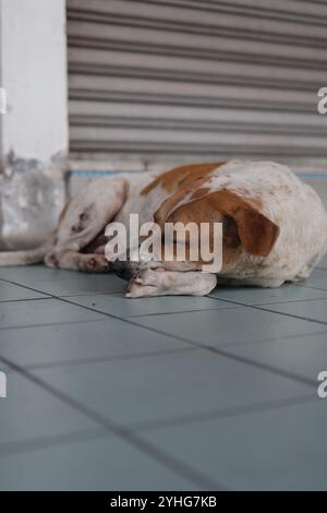 Un cane randagio solitario con un cappotto bianco e marrone dorme pacificamente contro un muro grigio sul marciapiede della città. Foto Stock