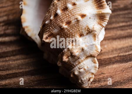 Vista ravvicinata dettagliata di una conchiglia appoggiata su una superficie in legno, che mostra la sua struttura e i suoi motivi unici Foto Stock