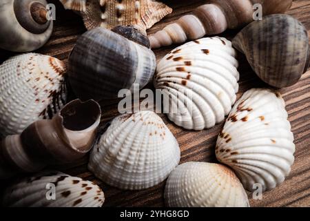 Primo piano di varie conchiglie disposte su una superficie in legno, che mostrano i loro design e le loro texture uniche Foto Stock