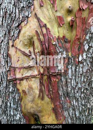 Il tronco cicatrizzato di un albero del Madrone del Pacifico. Foto Stock