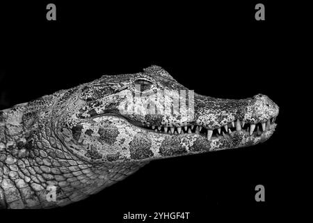 Un ritratto Caiman in bianco e nero isolato sul nero al riparo dal caldo della giornata in c crevasse o piccola grotta sul bordo della riva del fiume nel Pantanal BR Foto Stock