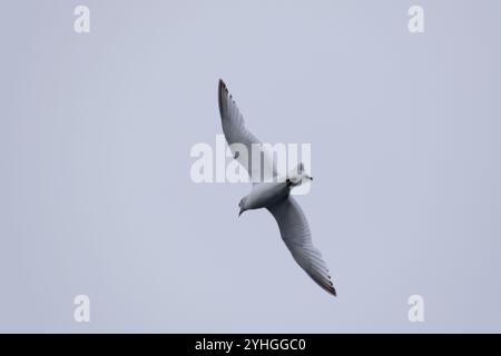 Un gabbiano vola aggraziatamente attraverso il cielo, le sue ali si spalancano mentre scivola sopra la costa, incarnando la libertà e lo spirito del mare. Foto Stock