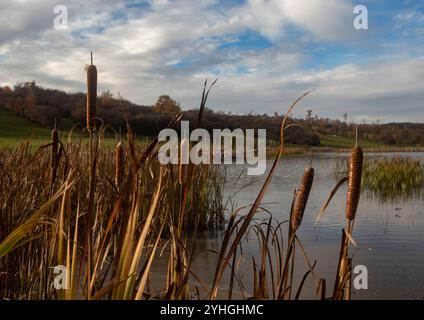 Typha latifolia cresce vicino allo stagno Foto Stock