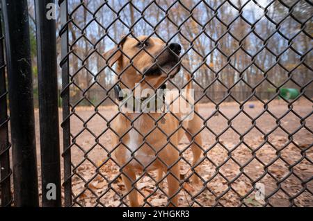 Il cane guarda attraverso la recinzione Foto Stock