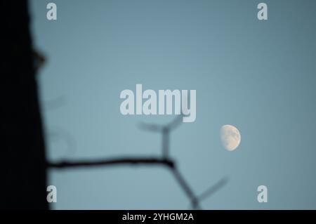 Mezza luna dietro l'albero durante il giorno Foto Stock