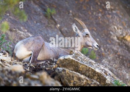 Un ariete di pecore delle Montagne Rocciose del deserto che riposa nei massi al largo del Bright Angel Trail nel Grand Canyon. Parco nazionale del Grand Canyon, Arizona Foto Stock