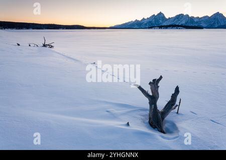 Le tracce degli animali seguire driftwood lungo il lago Jackson diga su un congelati lago Jackson nel Parco Nazionale di Grand Teton, Wyoming. Foto Stock