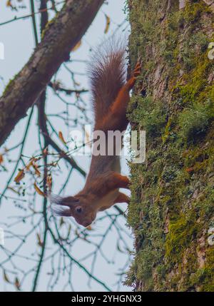 Uno scoiattolo che partecipa all'attività di arrampicata su un albero nel suo habitat naturale Foto Stock