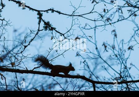 Uno scoiattolo che partecipa all'attività di arrampicata su un albero nel suo habitat naturale Foto Stock