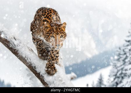 Il leopardo cammina con attenzione lungo un ramo innevato, mostrando il suo potente fisico sullo sfondo invernale di fiocchi di neve cadenti e distanti Foto Stock