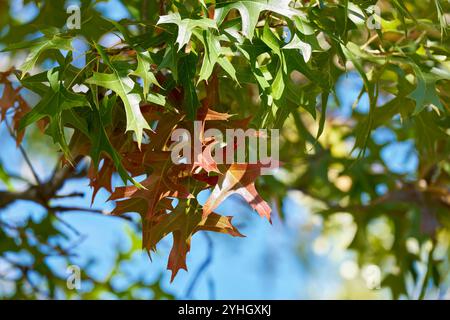 Foglie di rovere scarlatto in transizione in autunno Foto Stock