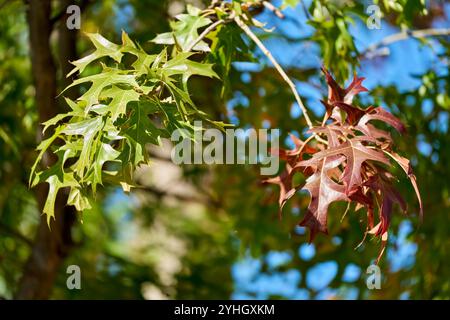 Foglie di rovere scarlatto in transizione in autunno Foto Stock