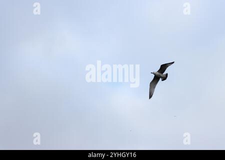 Un gabbiano solitario si innalza contro il pallido cielo di novembre sopra Ueckermünde, mostrando la serena bellezza della natura in una tranquilla giornata autunnale. Foto Stock