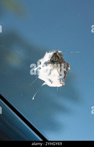Uccello che cade lentamente danneggiando la vernice di un'auto blu Foto Stock