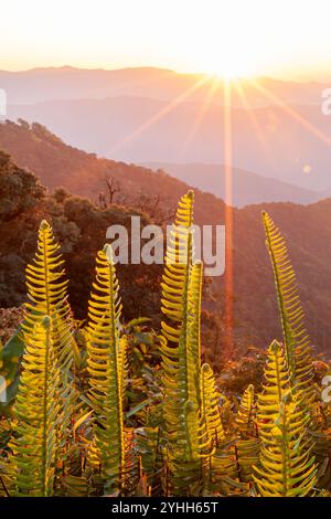 Il sole sorge su una catena montuosa e splende su foglie di felce verdi in primo piano. Vista panoramica. Foto Stock