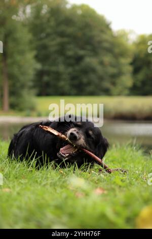 il cane nero adottato morde un ramo nel prato in estate. Foto Stock