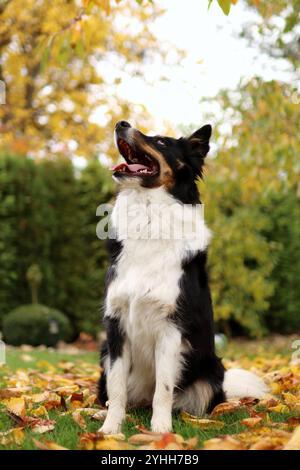 border collie si trova sotto un albero. è autunno e le foglie degli alberi sono gialle Foto Stock