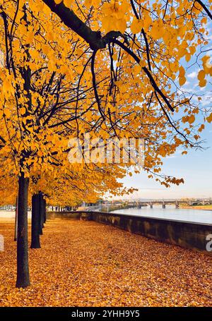 Alberi autunnali a Dresda, Sassonia, Germania Foto Stock