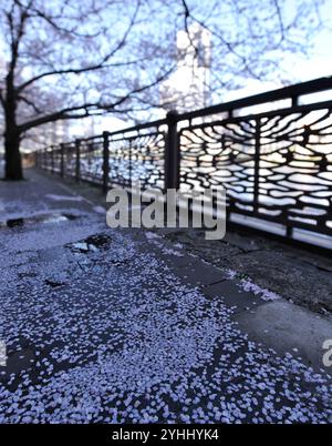 Petali di fiori di ciliegio sparsi sulla strada verde di Chidorigafuchi Foto Stock