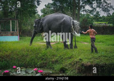 Un elefante viene bagnato da un uomo che se ne occupa al centro di allevamento Tritip di Balikpapan Foto Stock