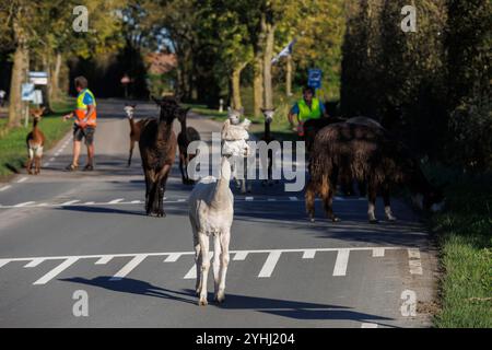 Gli alpaca (Vicugna pacos) e i lama (Lama glama) dell'Alpaca Farm Zeelandia ad Aagtekerke vicino a Domburg sono condotti attraverso una strada lungo il tragitto dall'idromele Foto Stock